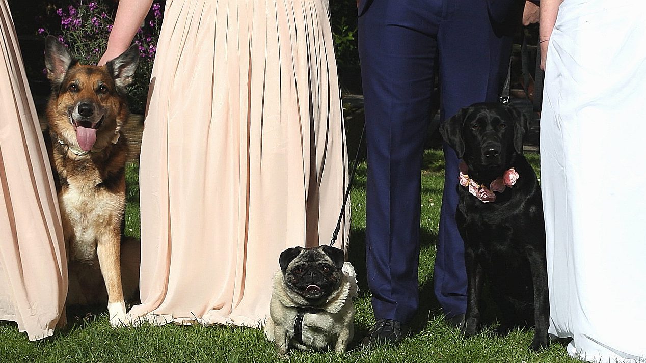 Read more about the article Furrytail Weddings