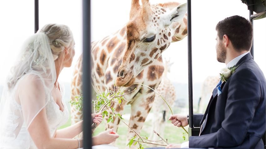 Read more about the article Port Lympne Hotel & Reserve