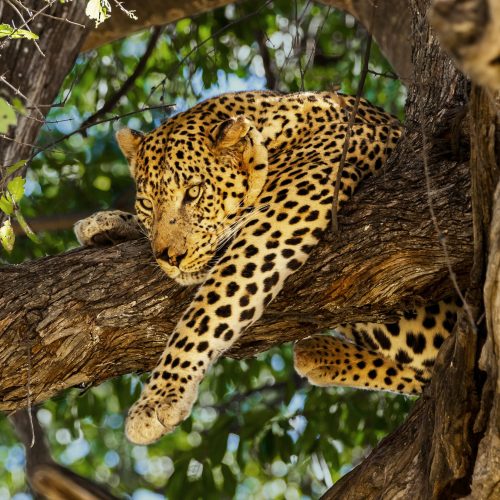 Leopard in tree. Okavango delta, Moremi game reserve, Botswana