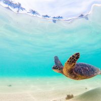 Endangered Hawaiian Green Sea Turtle cruises in the warm waters of the Pacific Ocean in Hawaii