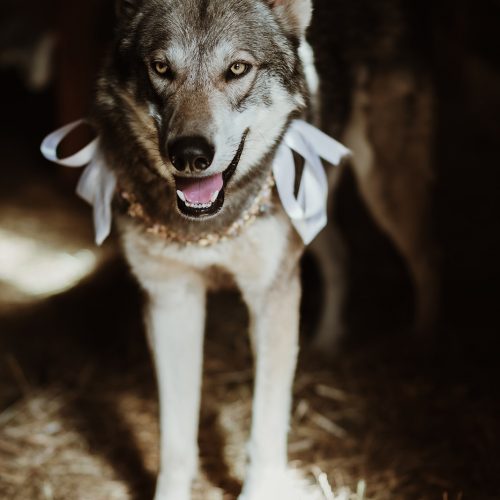 Game of Thrones Styled Shoot