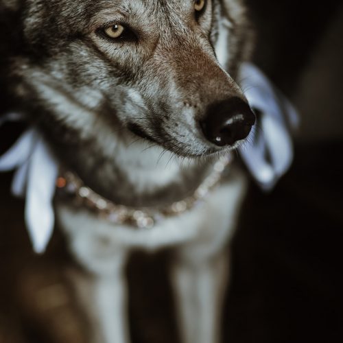 Game of Thrones Styled Shoot