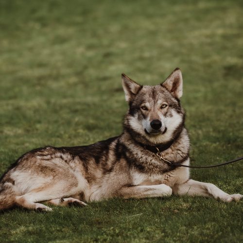 Game of Thrones Styled Shoot