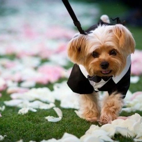 Kings Pet Services 2